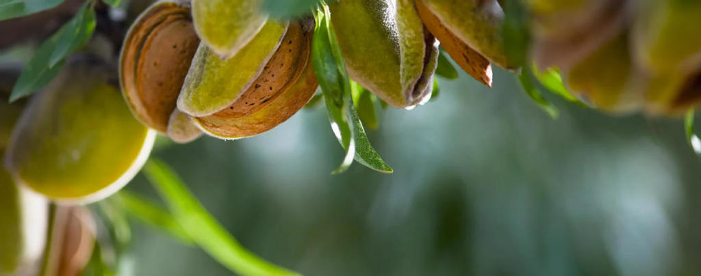 amandes-valensole