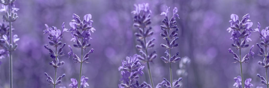 Lavande sur le plateau de Valensole en Provence