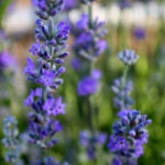 arnoux-valensole-lavande