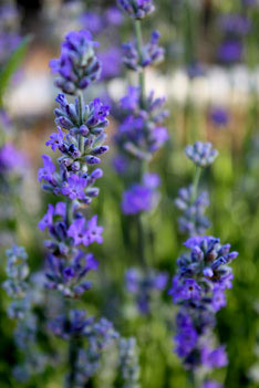 arnoux-valensole-lavande