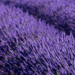 Lavande - plateau de Valensole