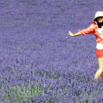 Fête de la lavande à Valensole - Provence