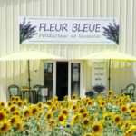 fleur-bleue