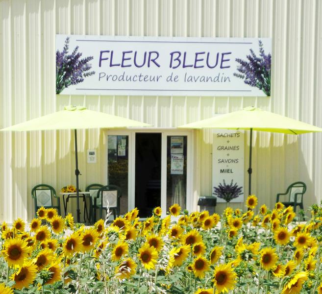fleur-bleue
