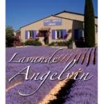 lavande-angelvin